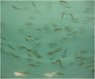 Silvery Minnows